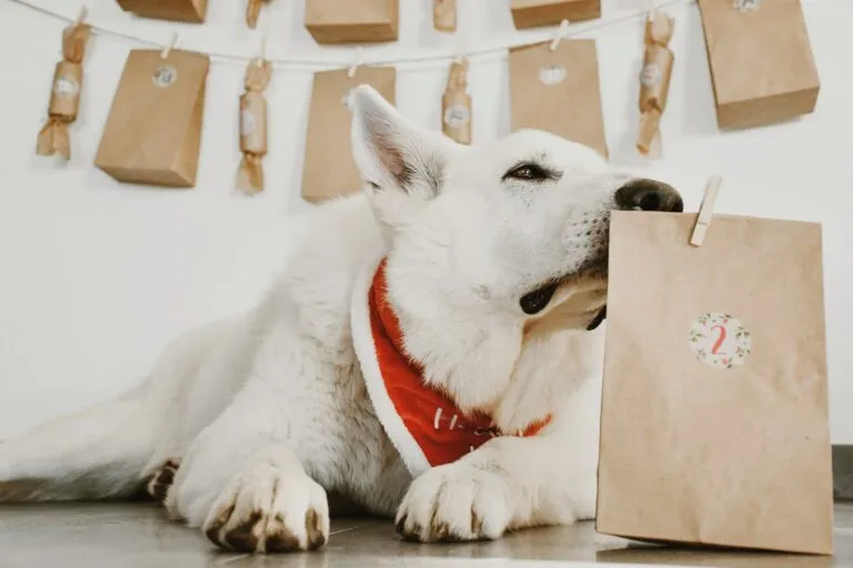 DIY Hunde Adventskalender selber machen