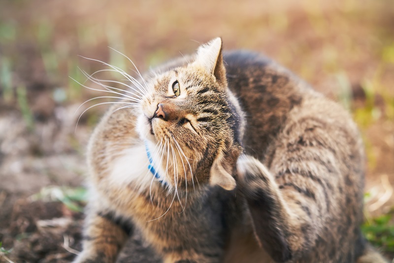 Ohrenentzündung bei der Katze