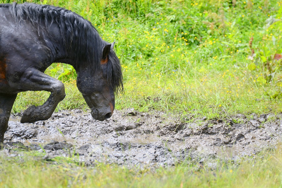 Schlamm fördert Mauke beim Pferd