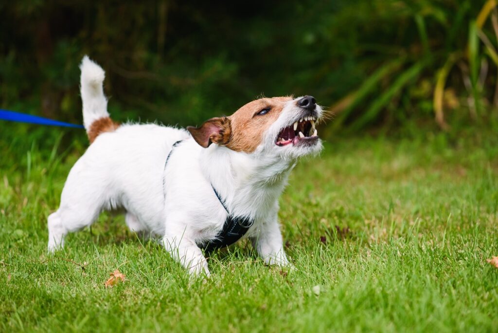 Ein aggressiver Hund Kastrationschip Rüde