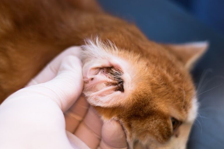 Ohrenentzündung bei der Katze