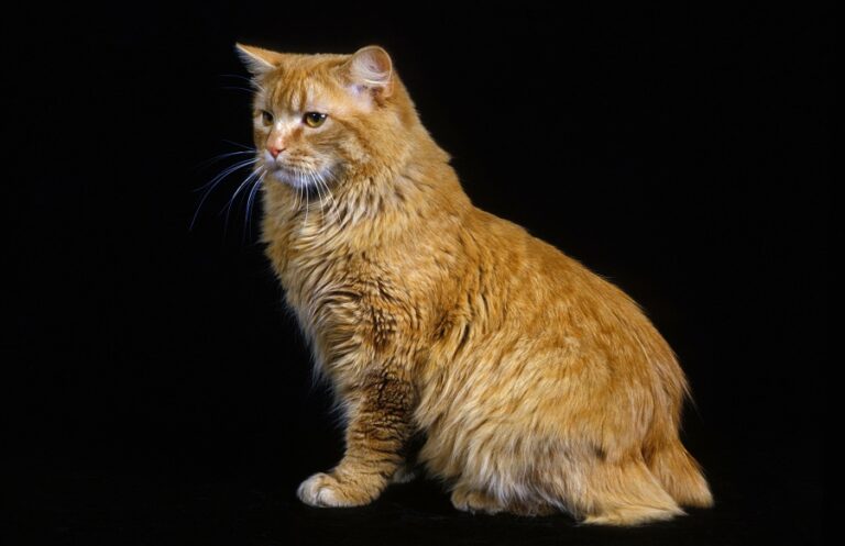 Cymric-Katze Cat Cymric-Katze mit Stummelschwanz