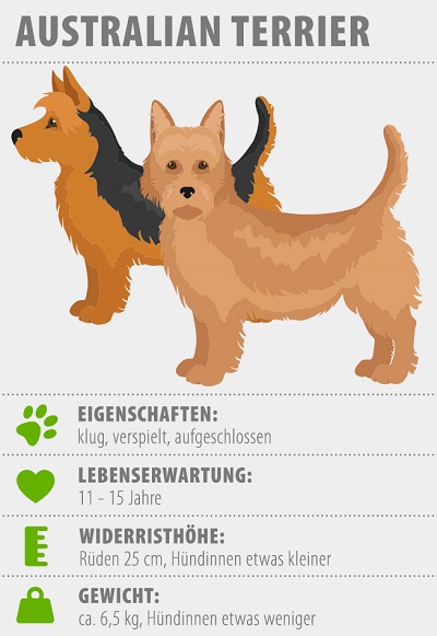 infografik zum australian terrier
