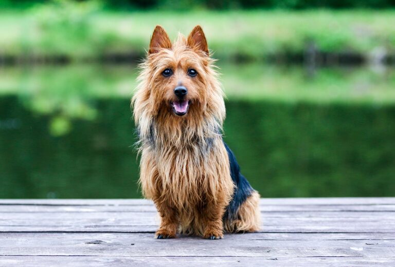 australian terrier hund sitzt vor see