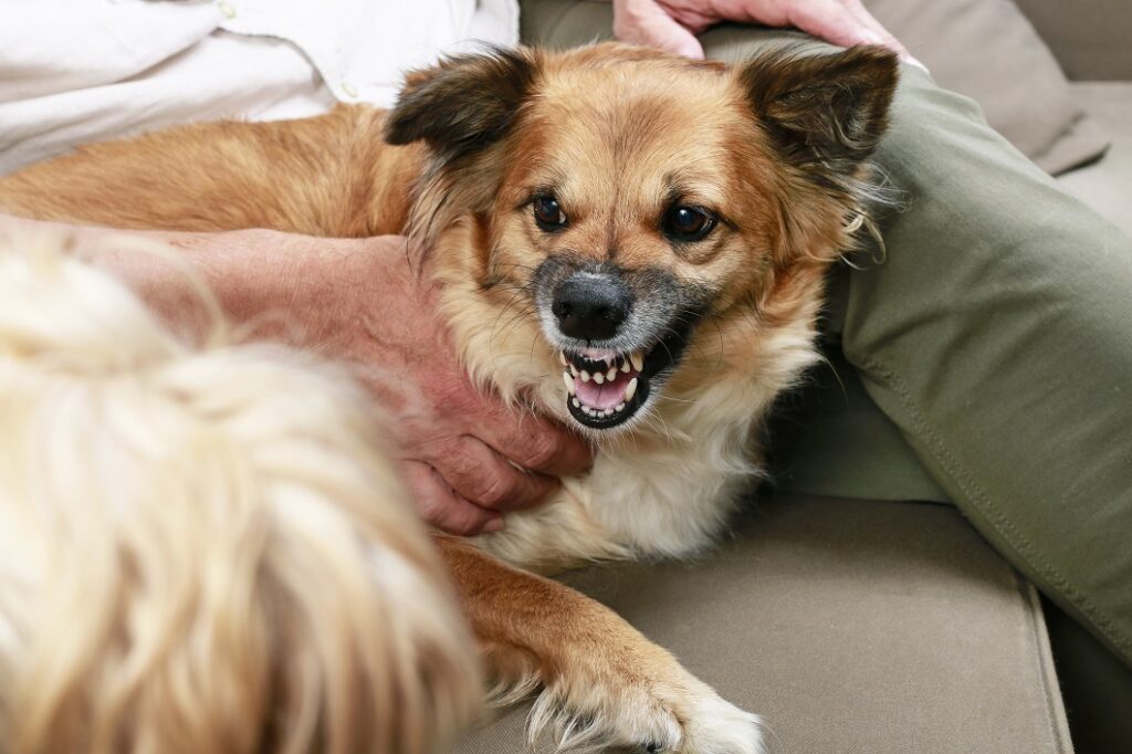Ein aggressiver Hund knurrt anderen Hund an Aggressiver Hund knurrt