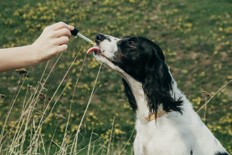 Mensch gibt Bachblüten für Hunde