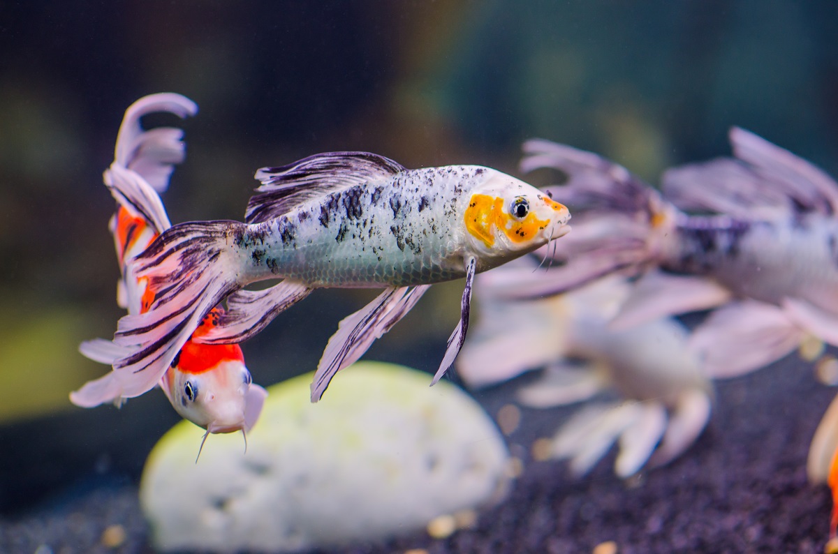 Butterfly Koi: Haltung, Ernährung & Pflege | zooplus Magazin