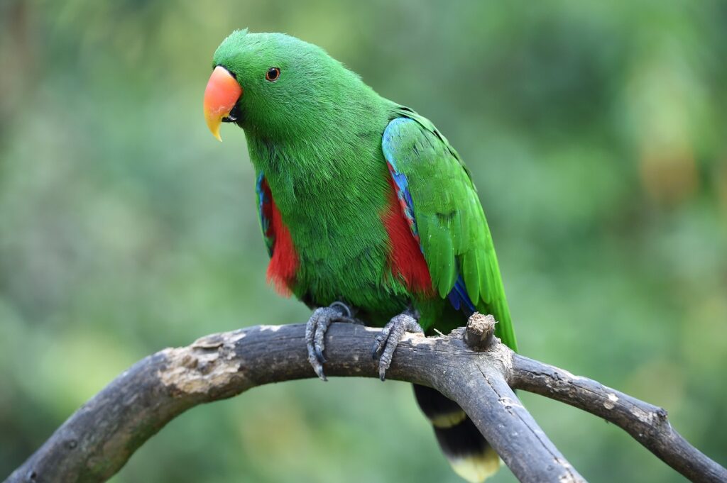 Edelpapageien (Eclectus roratus): Charakter & Haltung | zooplus Magazin