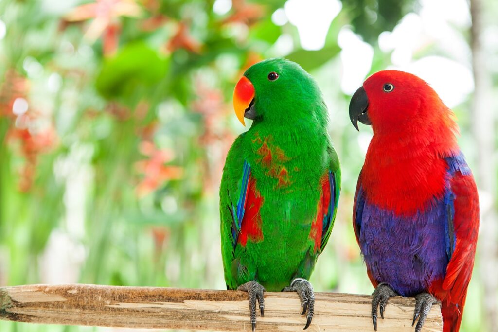 Edelpapageien (Eclectus roratus)