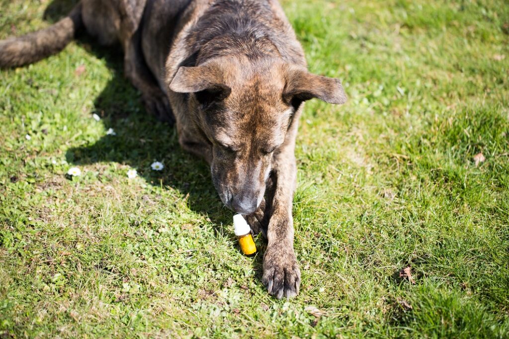 Ein brauner Hund schnüffelt an einer Dose mit Globuli Hund schnüffelt an Globuli