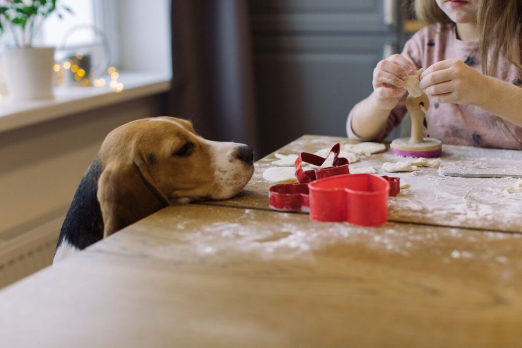 Ein Hund sieht zu, wie ein kleines Mädchen Plätzchen bäckt hund sieht beim plaetzchen backen zu
