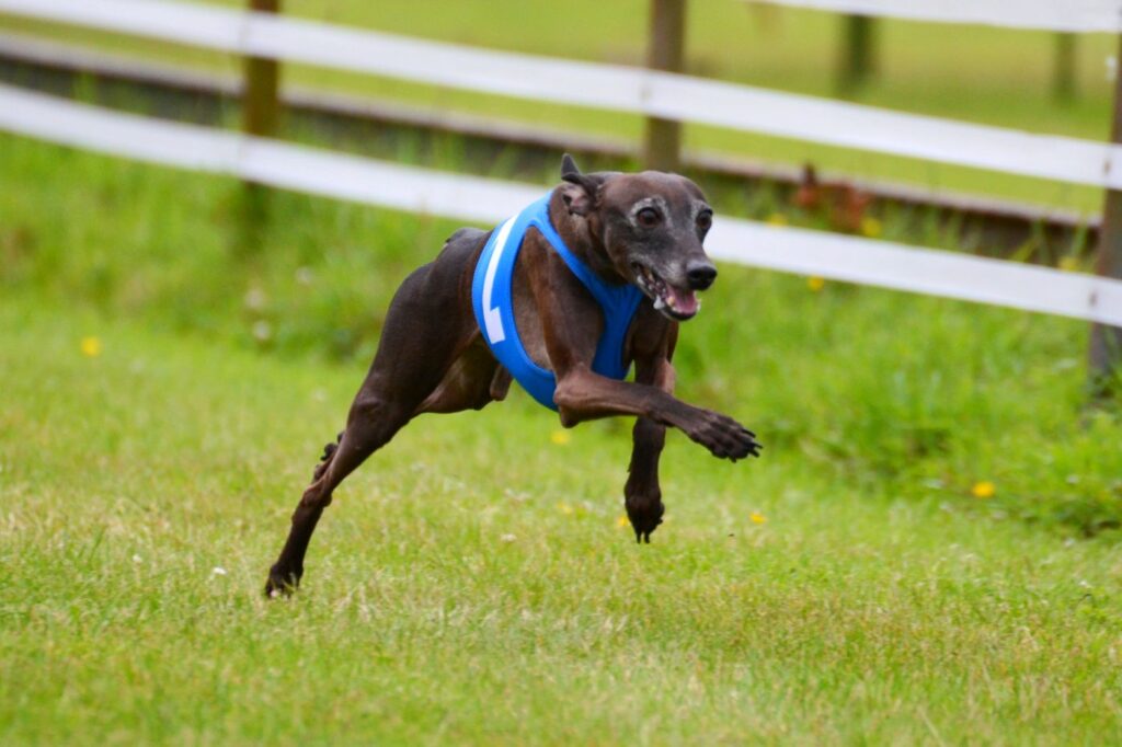 windhund läuft bei hunderennen