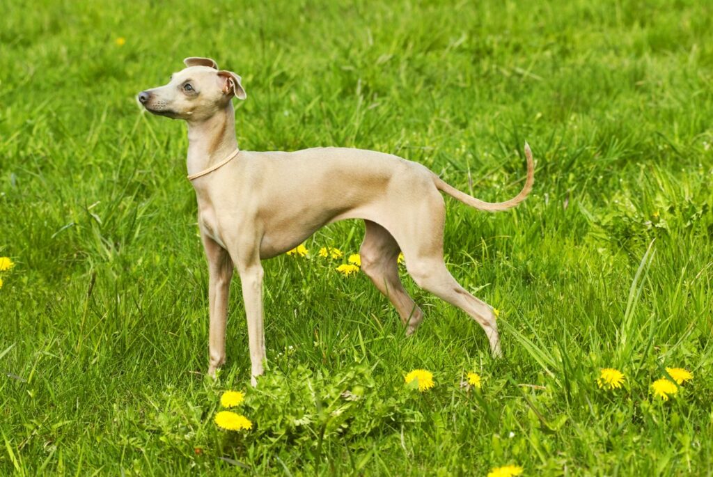 gelbes italienisches windspiel hund auf wiese