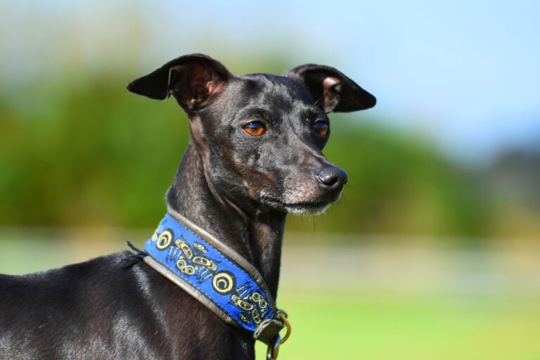 italienisches windspiel hund in schwarz