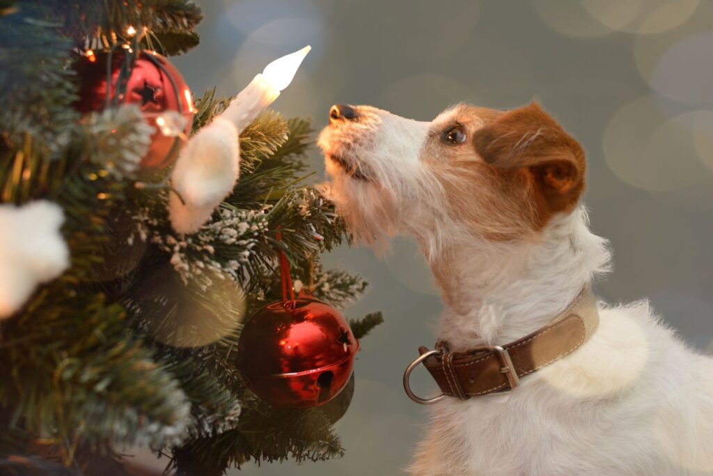jack russell terrier schnueffelt an weihnachtsbaum