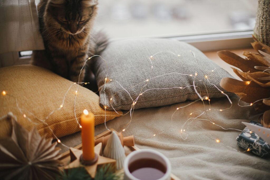 katze vor einer weihnachtskerze