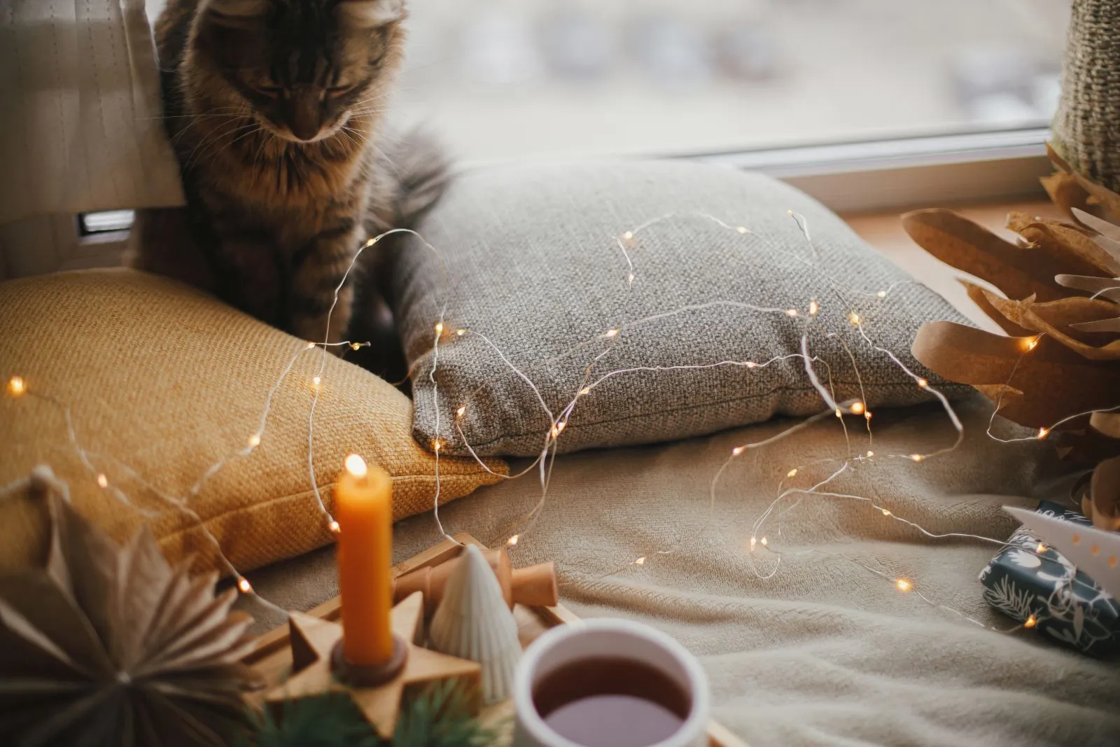 katze vor einer weihnachtskerze