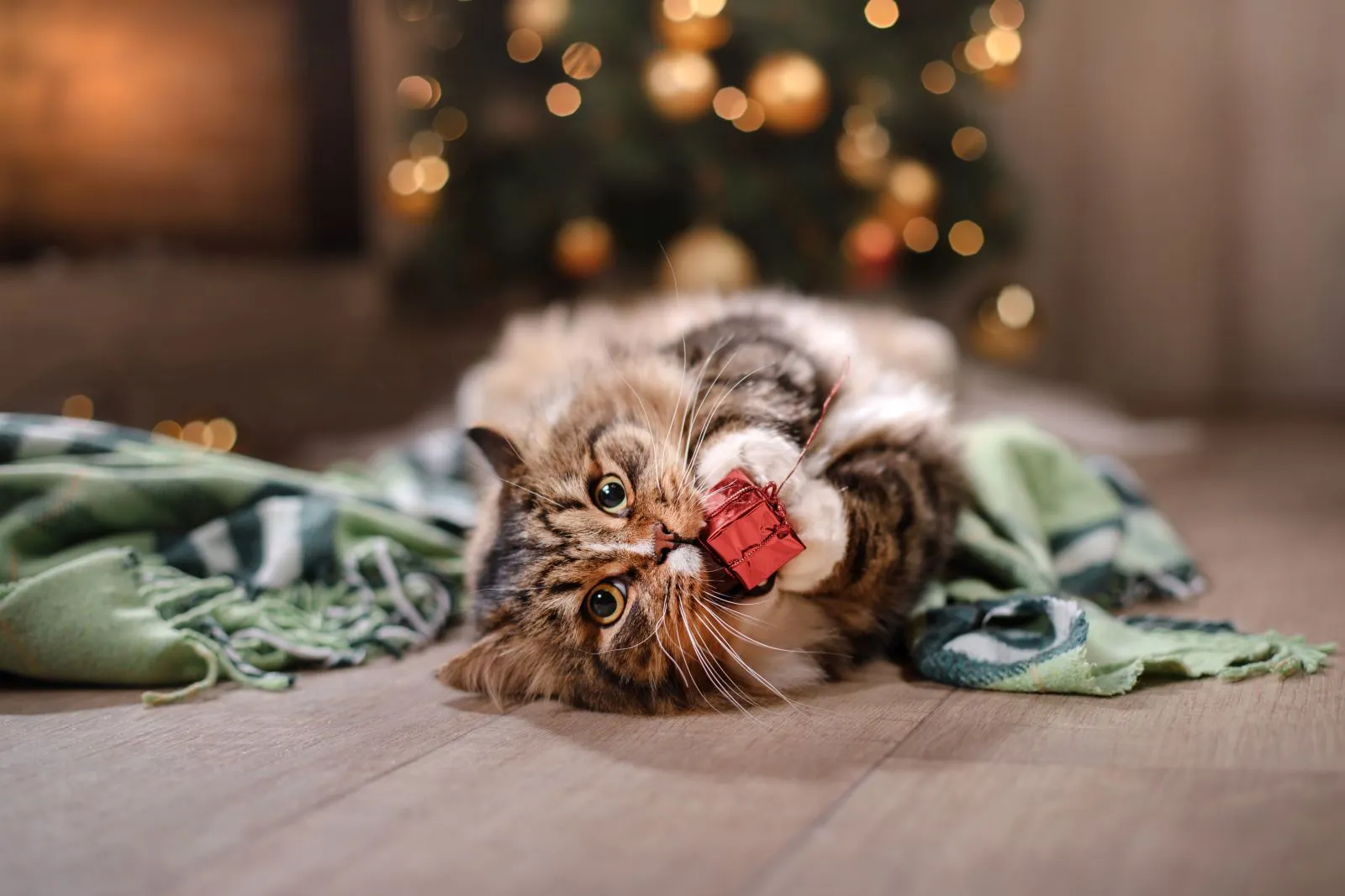 Katzen spielt mit Weihnachtsdeko