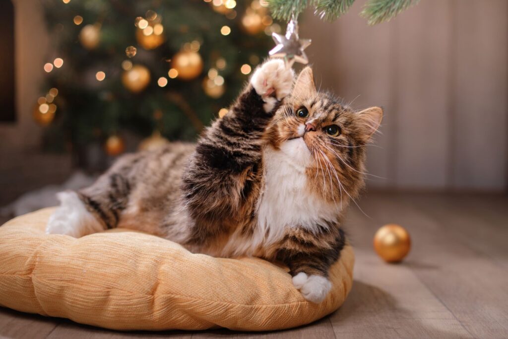 Katze spielt mit Christbaumschmuck