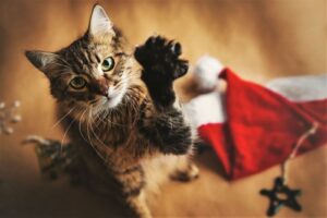 Weihnachten mit Katze: 6 Tipps für ein sicheres Fest