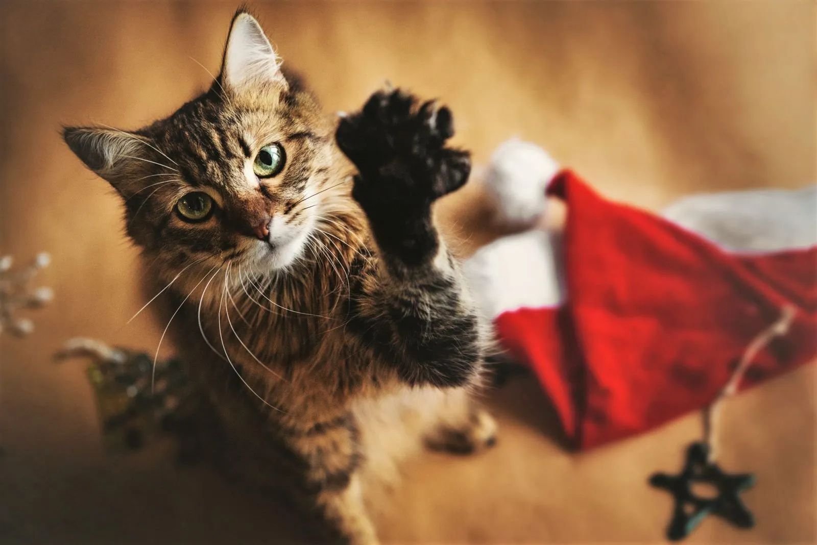 Weihnachten mit Katze: 6 Tipps fr ein sicheres Fest | zooplus
