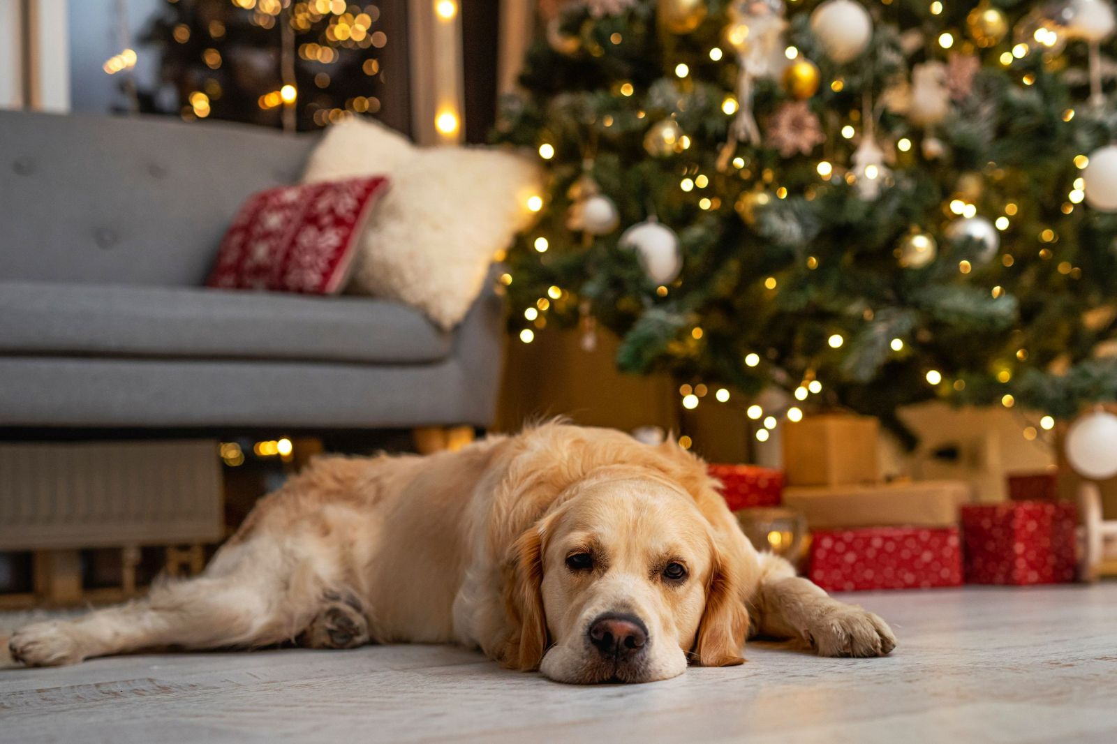 Weihnachten mit Hund Sicher feiern zooplus Magazin