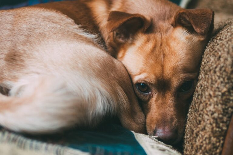 depression bei hunden anzeichen