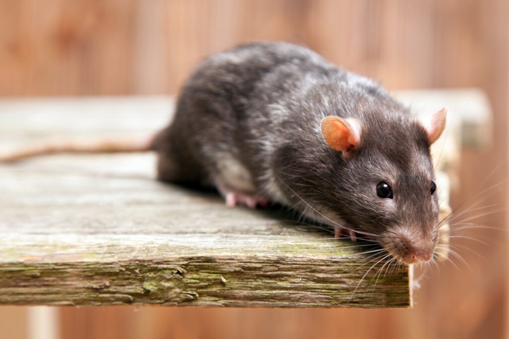 Ratte klettert auf einem Brett