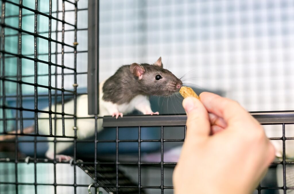 Ratte bekommt Leckerlis