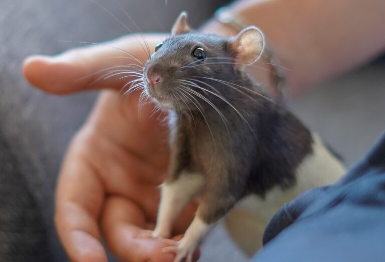 Tipps zur Ratten Haltung