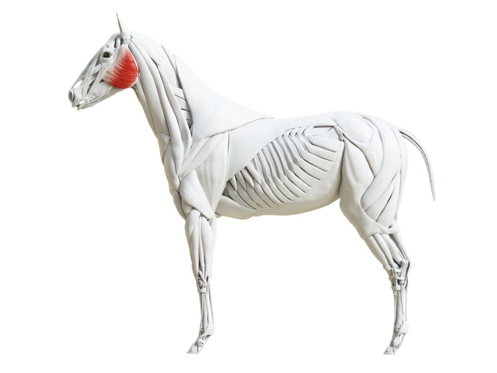 Anatomische Darstellung eines Pferdes mit hervorgehobenen Ganaschen anatomische darstellung von ganaschen beim pferd