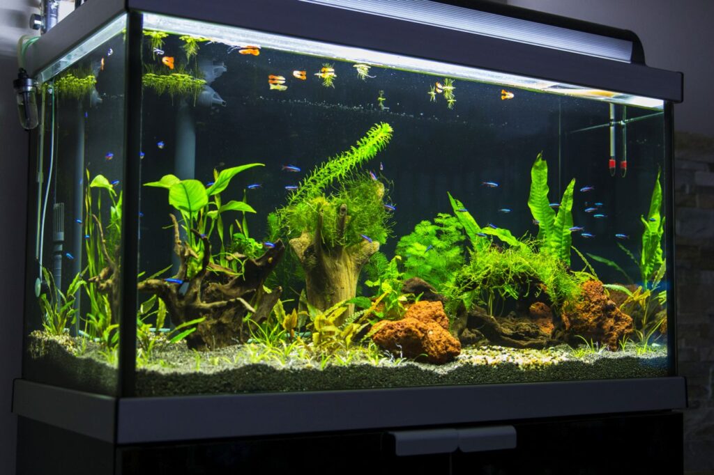Aquarium mit Wasserpflanzen und roten neon fischen