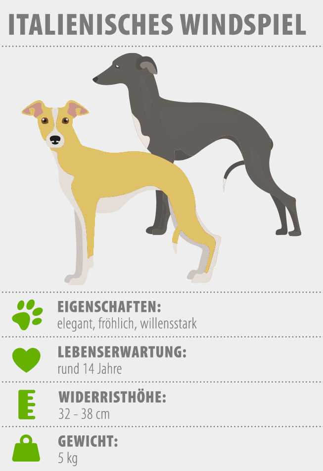 infografik zu italian greyhound