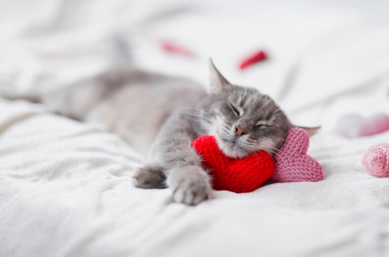 Valentinstag für Katzen