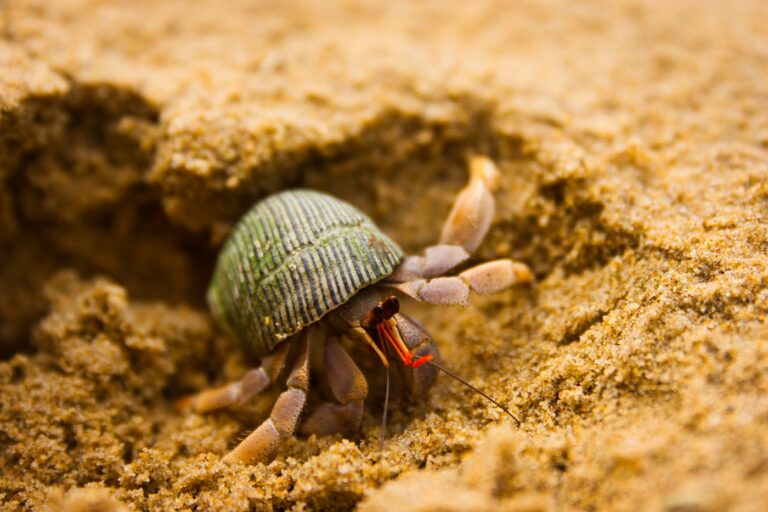 Landeinsiedlerkrebs im Sand