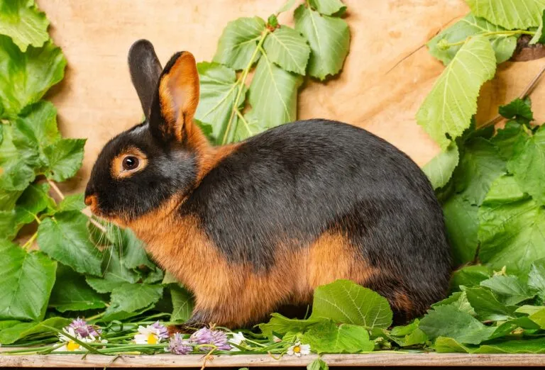 Lohkaninchen