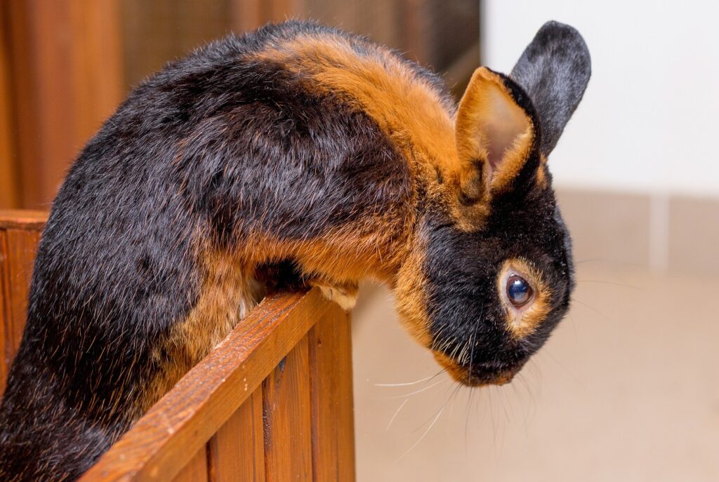 Lohkaninchen springt aus einer Kiste