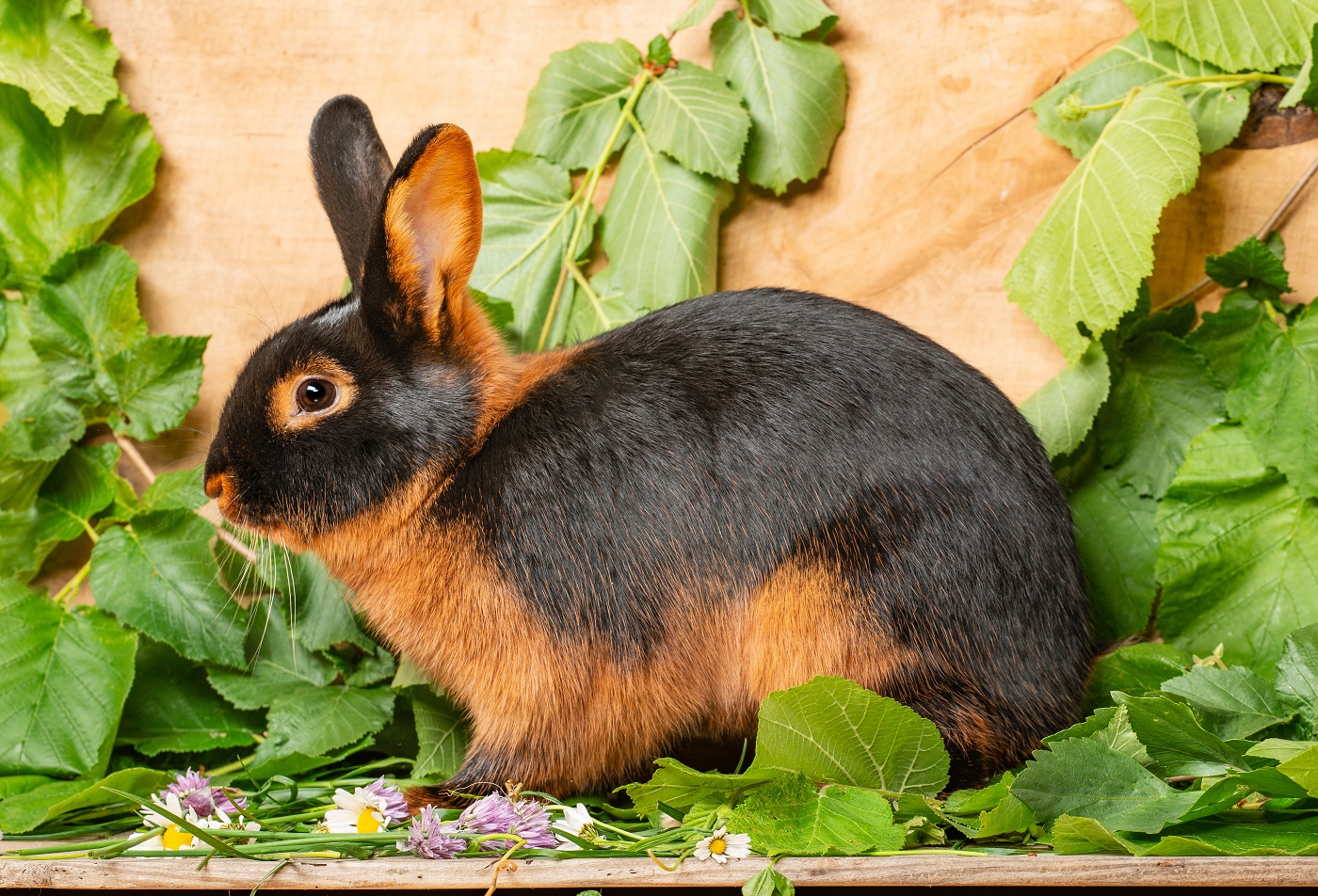 Lohkaninchen: Aussehen, Charakter & Haltung | zooplus Magazine