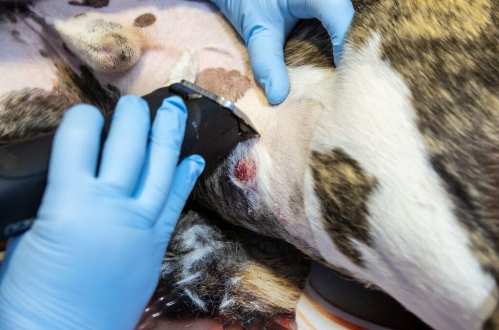 hund mit tumor wird von tierarzt rasiert
