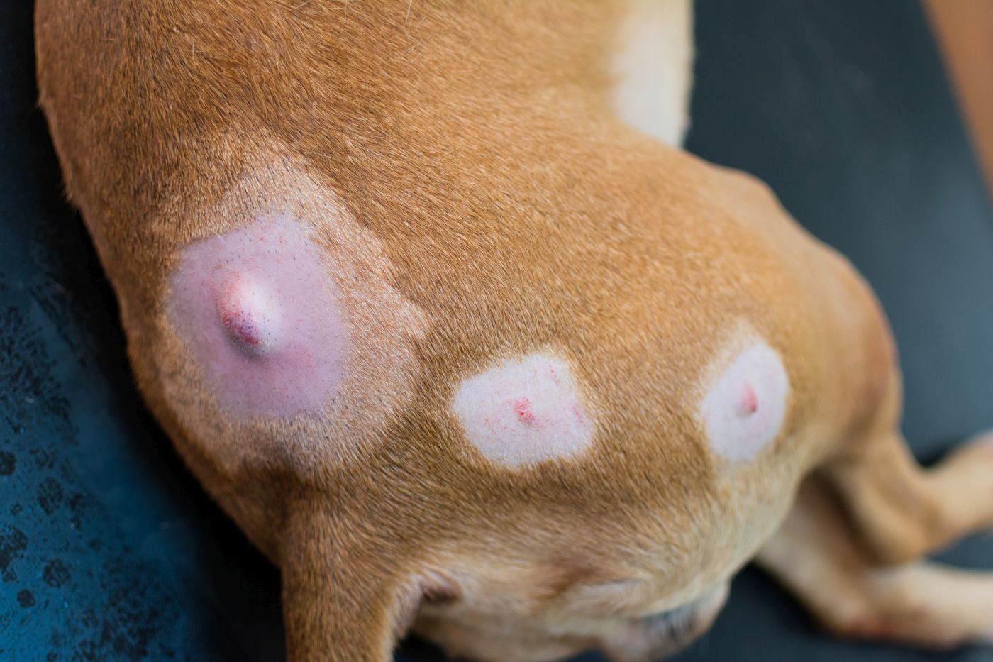 Mastzelltumor beim Hund: Symptome & Überlebenszeit | zooplus Magazine