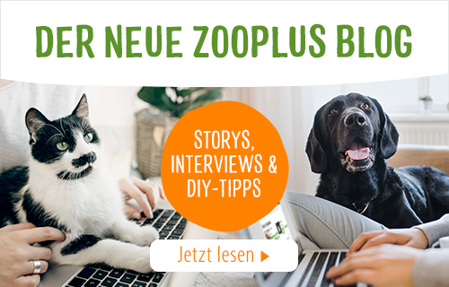 Shih tzu futter - Unsere Favoriten unter der Menge an analysierten Shih tzu futter!