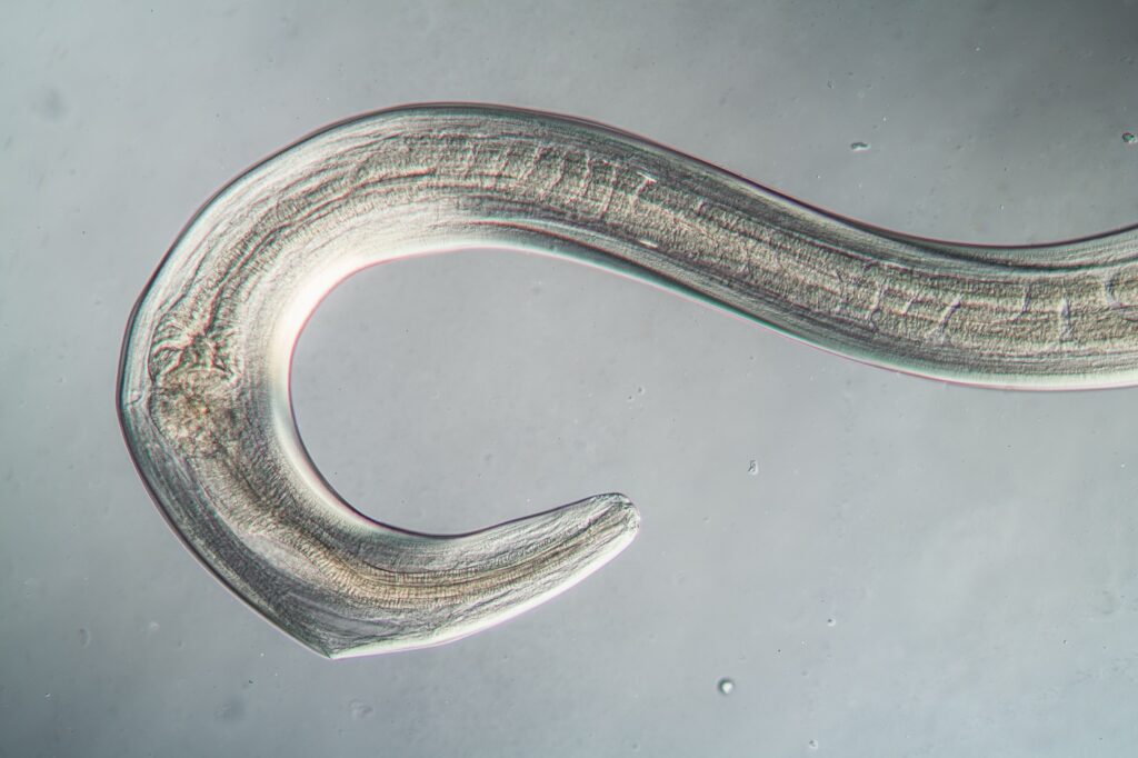 Ein Fadenwurm unter dem Mikroskop Fadenwurm beim Hund unter Mikroskop