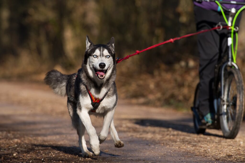Husky vorm Dogscooter Husky macht Dog-Scooting