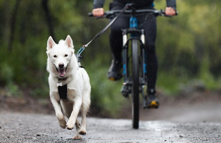 hund und mann auf fahrrad beim bikejoring