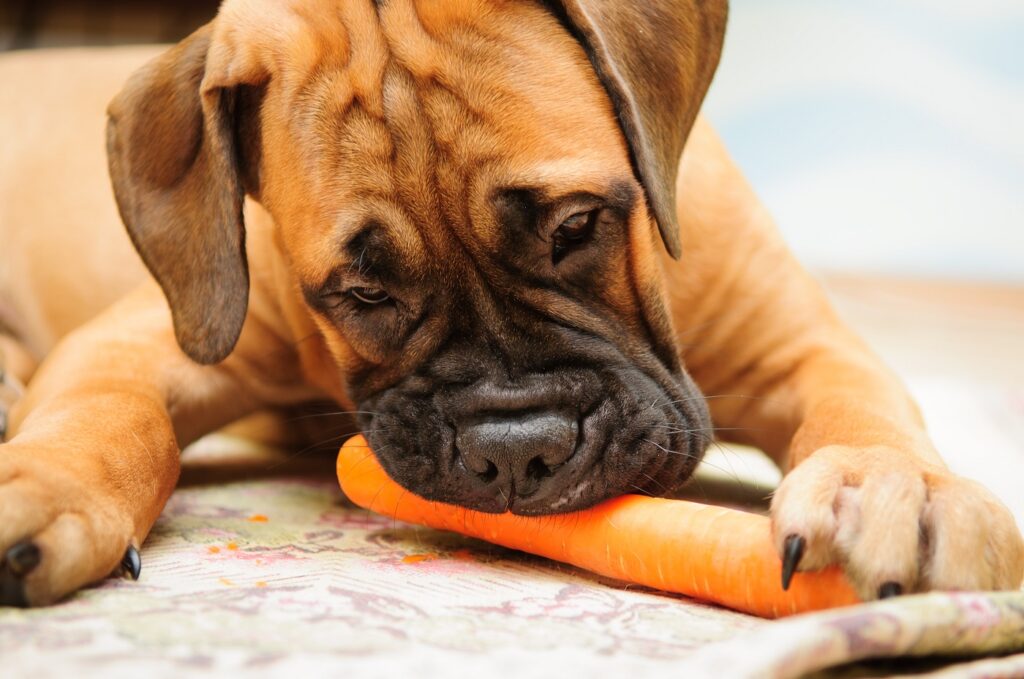 Bullmastiff-Welpe frisst Karotte Hund frisst Karotte