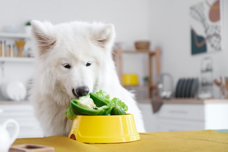 Hund vegan ernähren