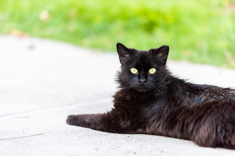 Katze hat Schuppen