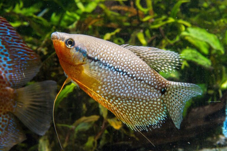 Mosaikfadenfisch Trichopodus leerii in aquarium