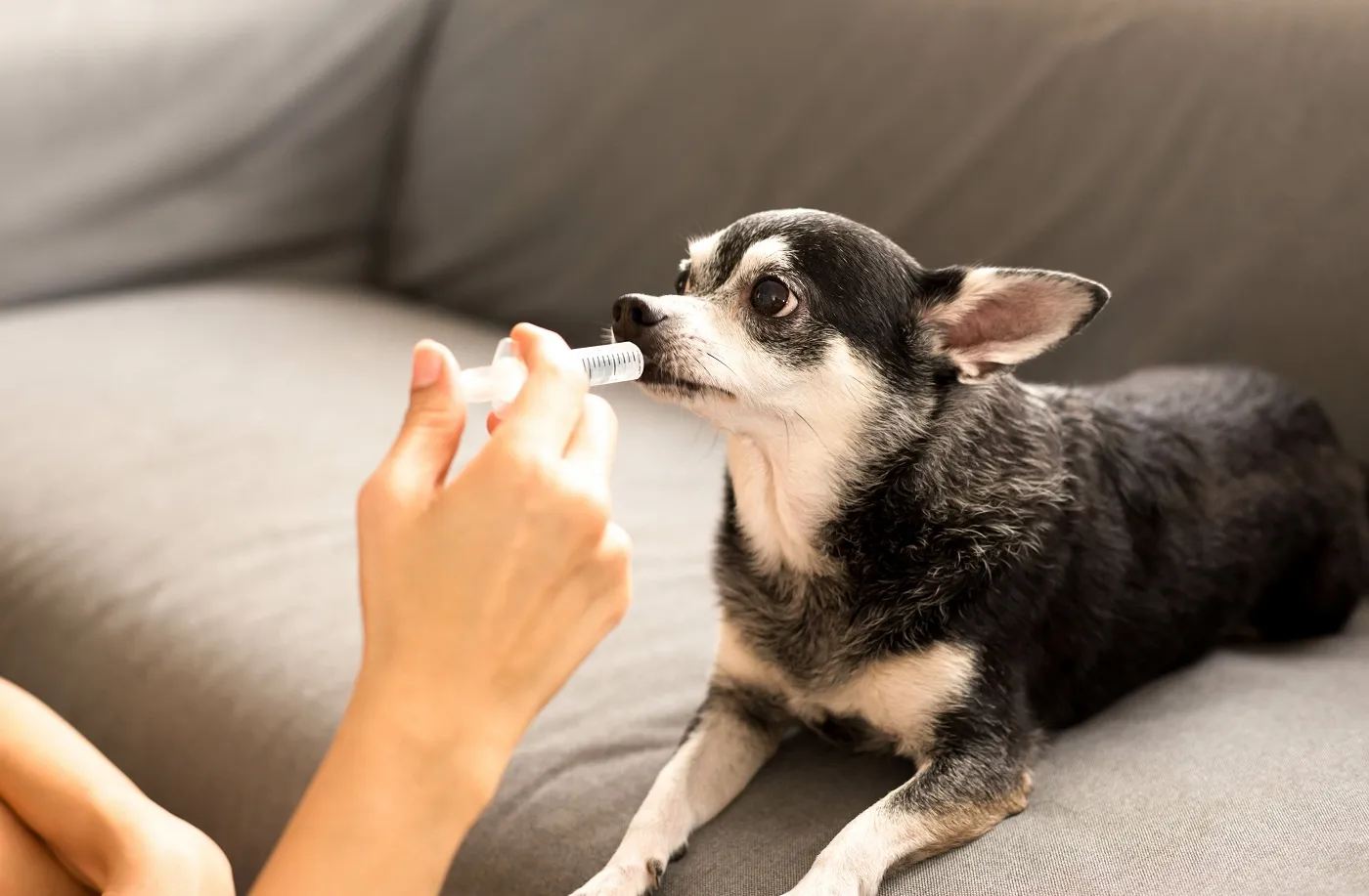 Aufgelöste Schmerzmittel für Hunde