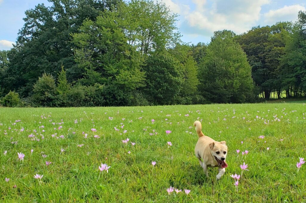 Ein Hund läuft über eine grüne Wiese, auf der Herbstzeitlosen blühen